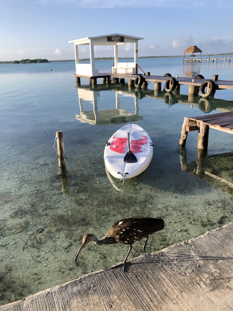 Bacalar