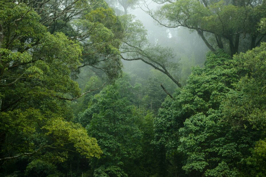 dieta z ayahuaską w Peru